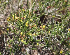 Aspalathus intermedia