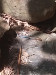 Plestiodon fasciatus