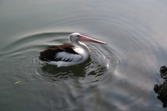 Pelecanus conspicillatus