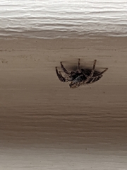 Habronattus coecatus