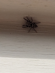 Habronattus coecatus