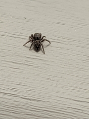 Habronattus coecatus