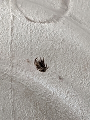 Habronattus coecatus