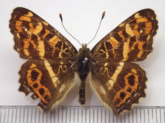 Araschnia burejana