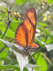 Eueides aliphera