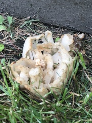 Fungi