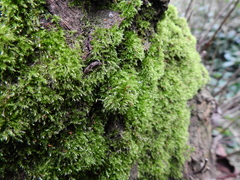 Hypnum resupinatum