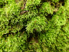 Hypnum resupinatum