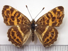 Araschnia burejana