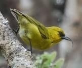 Hemignathus wilsoni