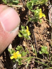 Eriophyllum multicaule