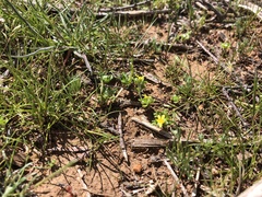 Eriophyllum multicaule