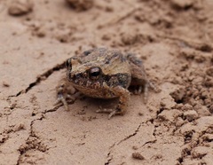 Physalaemus albonotatus