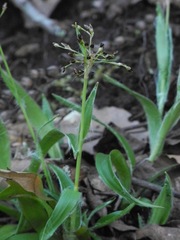 Luzula acuminata carolinae