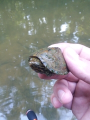 Sternotherus peltifer