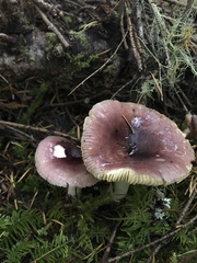 Russula placita