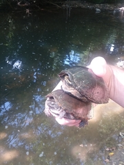 Sternotherus odoratus