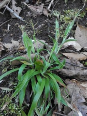 Luzula acuminata carolinae