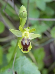 Ophrys lutea galilaea