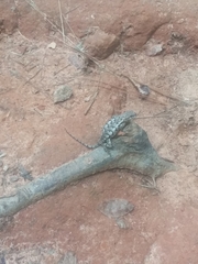 Sceloporus undulatus