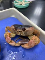 Gecarcinus lateralis