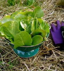 Lactuca sativa longifolia