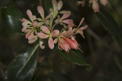 Razafimandimbisonia minor