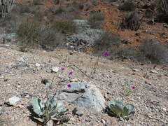 Cistanthe cachinalensis