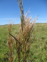 Schizachyrium microstachyum