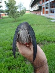 Chaetura