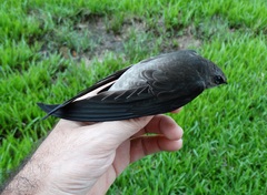Chaetura