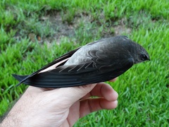Chaetura