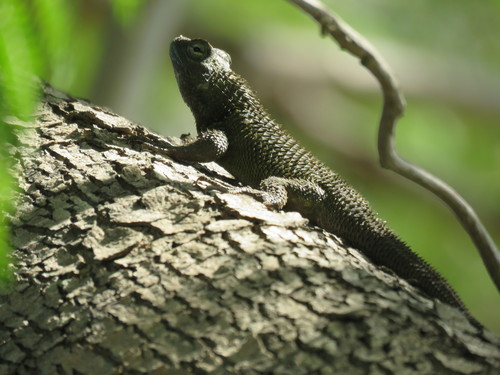 Asperous Spiny Lizard