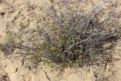 Serjania spinosa