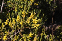 Aspalathus ericifolia