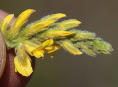 Aspalathus ericifolia