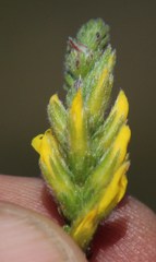 Aspalathus ericifolia