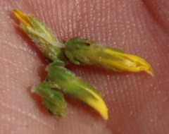 Aspalathus ericifolia