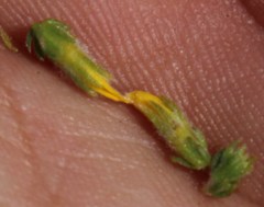 Aspalathus ericifolia