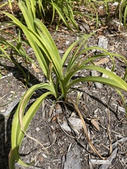 Hemerocallidoideae