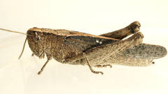 Apotropis vittata