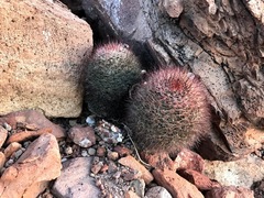 Mammillaria petrophila arida