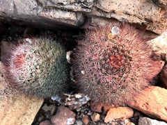 Mammillaria petrophila arida