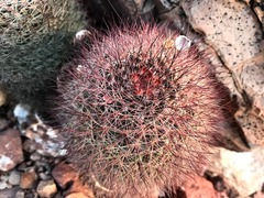 Mammillaria petrophila arida