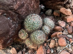 Mammillaria petrophila arida