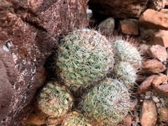 Mammillaria petrophila arida