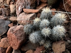 Mammillaria schumannii
