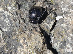 Gyriosomus curtisi
