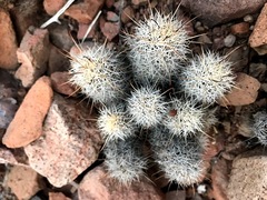 Mammillaria schumannii
