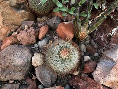 Mammillaria petrophila arida